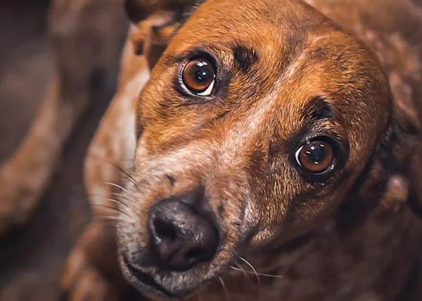 Turquía aprueba la ley que podría significar la muerte de miles, posiblemente millones, de perros de la calle