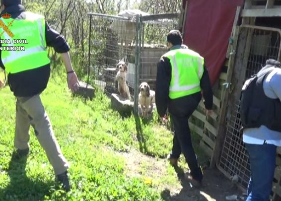 Detenido Un Hombre En Jaca Por Entrenar Perros Para Peleas Ilegales Srperro La Guia Para Animales Urbanos