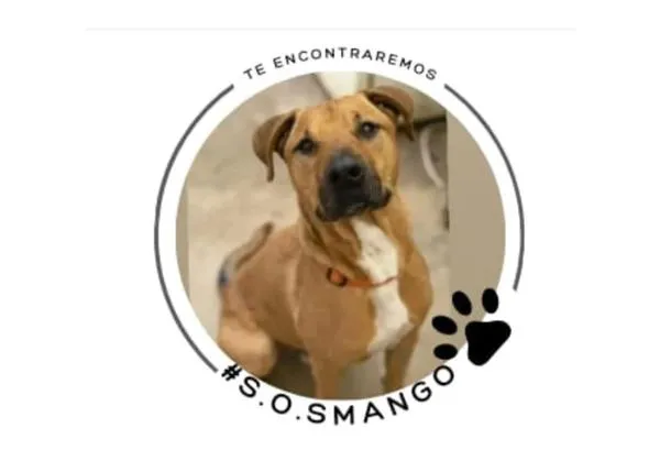 Mango, el perro robado en Barcelona, sigue sin aparecer: la recompensa por encontrarlo es ya de 4000 euros