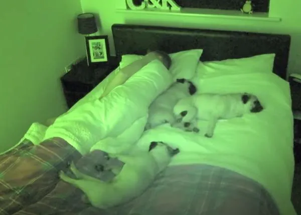 Dormir con perro: timelapse de una noche con tres Carlinos y con un cachorrote de Beagle