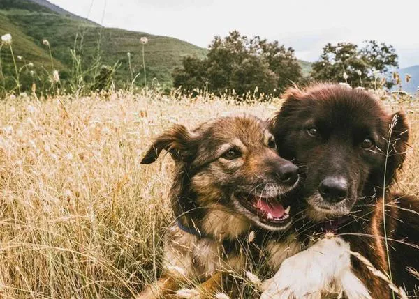 La historia de un rescate muy especial, dos perras que llevaban toda su vida atadas son ahora 