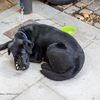 Comportamientos que determinan si un perro es adoptado o no