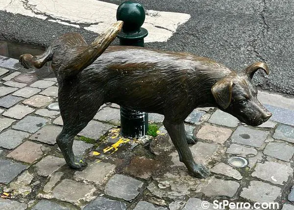 Ciudades de España en las que es obligatorio echar agua a los pises de los perros