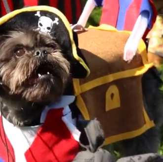 Un desfile de disfraces variopintos por Halloween: nuestros canes son …