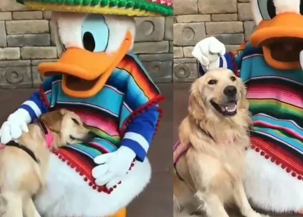 Amores animales virales: el Pato Donald, Pluto, y otros personajes de Disney que encandilan a los perros de asistencia