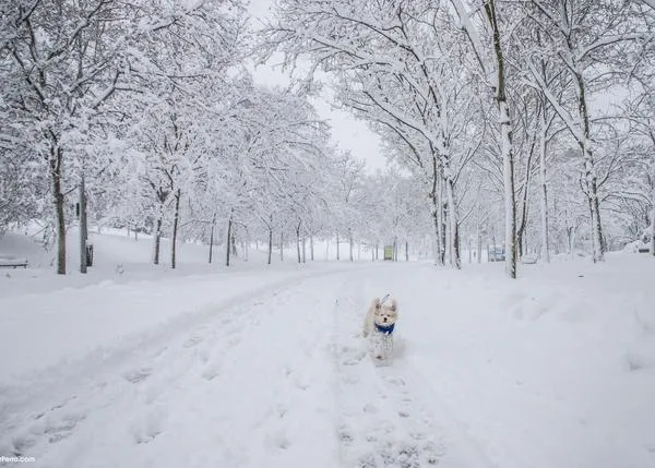 El frío extremo y los perros: el tamaño, edad y pelaje de un can determinan cuándo las bajas temperaturas son peligrosas