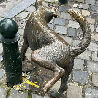 Problemas urinarios en perros: cuáles son, cómo detectarlos y qué …