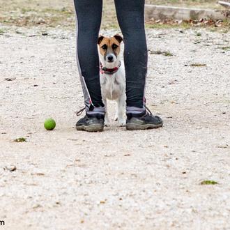 La tenencia responsable: convivir con un perro no es una …