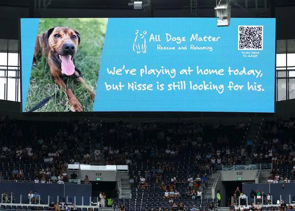 El Tottenham, otro club de fútbol que apuesta por fomentar las adopciones de perros