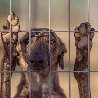 Galgos del Sur a través de la lente de Elke …