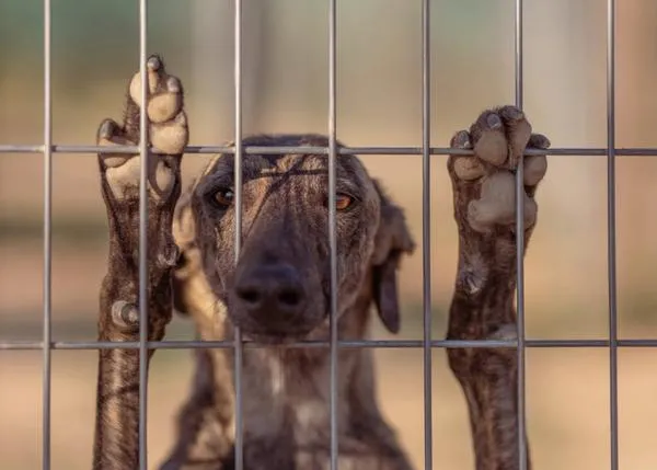 Galgos del Sur a través de la lente de Elke Vogelsang: retratos del abandono animal y de los cuidados que requieren los perros