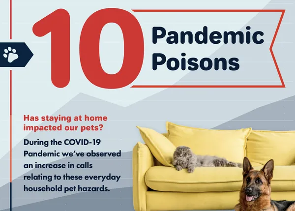 Aficiones caseras que son peligrosas para los perros: las intoxicaciones de la pandemia