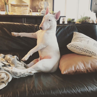 Personajazos perrunos de instagram: Sid, el Bull Terrier zampón y …
