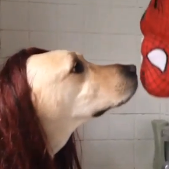 El beso de Spiderman en versión, ejem, perruna