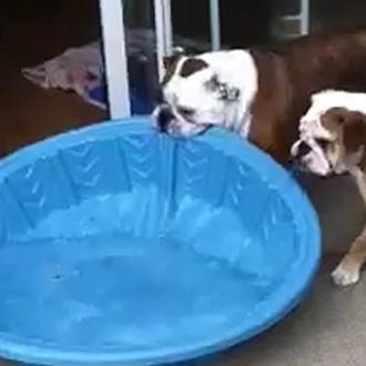 Gus, el bulldog obseso de la piscina y otros perros …