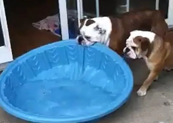 Gus, el bulldog obseso de la piscina y otros perros mañosos (y tela de listos)