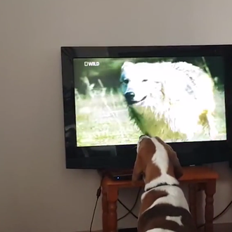 Cuando a los canes les gusta la TV, les gusta …