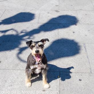 Los perros y la empatía: el bostezo contagioso