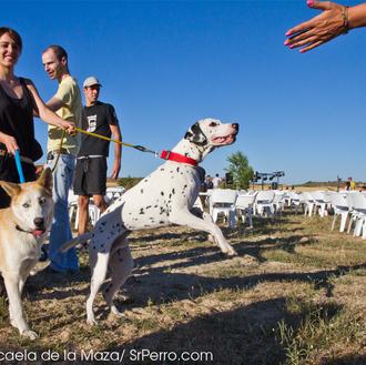 Agenda SrPerro Junio: expos perrunas, surf con perro, fiestas solidarias …
