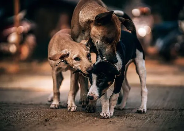 En sociedades donde los perros tienen múltiples funciones, su vínculo con las personas es más estrecho