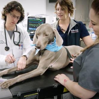 Oncología Comparativa: la ciencia que ayuda a los perros y …