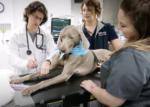 Oncología Comparativa: la ciencia que ayuda a los perros y a las personas ante el cáncer