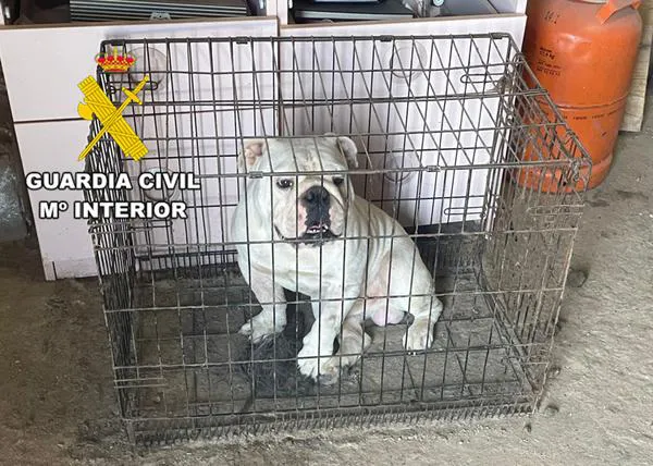 El Seprona denuncia a un criador de Bulldog Inglés en Odra-Pisuerga por operar ilegalmente