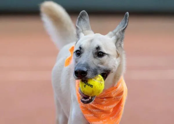 Los recogepelotas más guau vuelven a la cancha: perros adoptables en el Open de Brasil