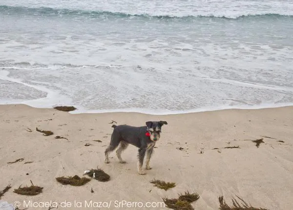 Ojo con las algas secas en la playa: son MUY peligrosas