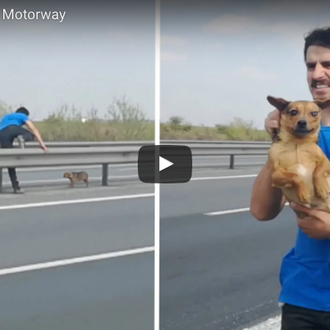 Una perra abandonada en medio de una autopista y un …