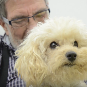 #DogForHappiness, los perros que conectan con la memoria y aportan …