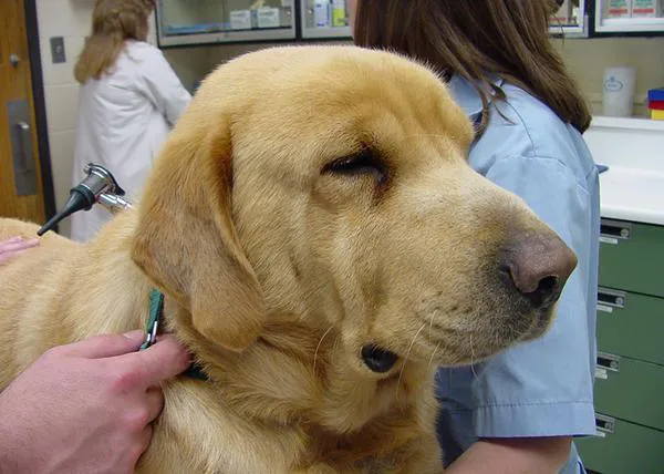 ¿Con qué frecuencia conviene llevar a nuestro perro al veterinario?