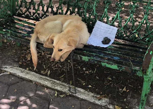 Boston, un cachorro abandonado en un parque, estrella de las redes tras su rescate, adoptado ¡y devuelto a la protectora!