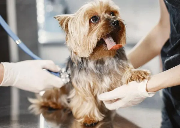 ¿Cómo actuar si nuestro perro se envenena o si detectamos sustancias sospechosas?