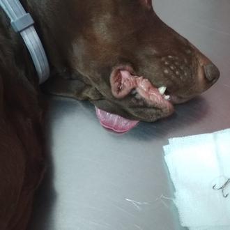 Una perra se recupera tras tragarse un anzuelo en el …