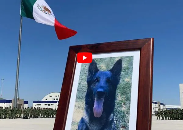 Solemne homenaje a Proteo, el perro rescatista que murió en Turquía tras localizar a dos personas con vida