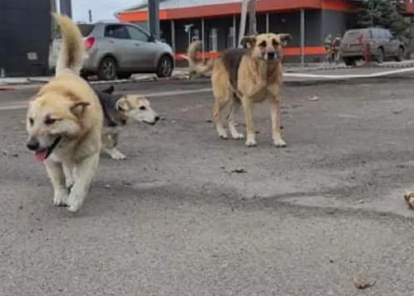 Los perros de Chernóbil por fin han podido recibir alimentos y ayuda