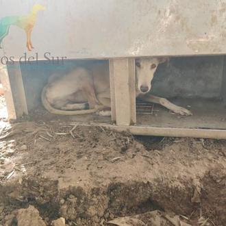Rescatan a 24 perros de caza en un estado deplorable …