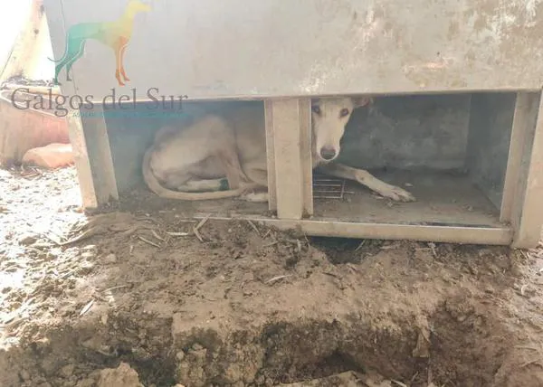 Rescatan a 24 perros de caza en un estado deplorable y recogen firmas para que se castigue con dureza el maltrato animal