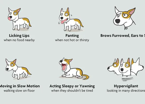 Cómo reconocer cuando un perro está estresado o tiene miedo