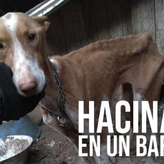 PACMA denuncia las terribles condiciones en las viven muchos perros …