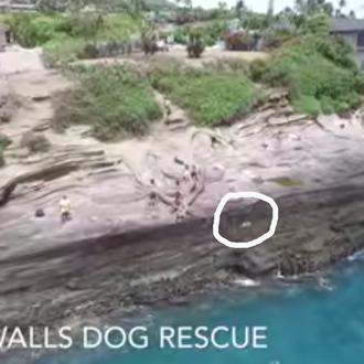 Impactante rescate de un perro que cae al mar desde …