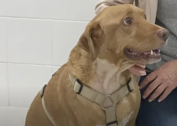 Un perro se recupera de una anemia grave gracias a un innovador tratamiento aplicado en Valencia