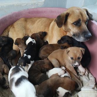 Progape Ourense se hace cargo de 19 cachorrotes abandonados de …