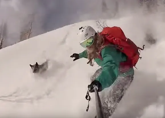 Las felices aventuras de un perro en la nieve: Yoda, en las montañas de Utah