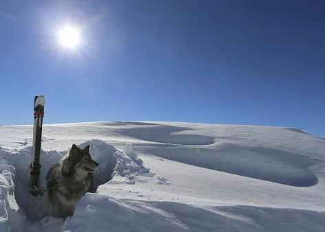 Los perros de rescate en la nieve: cruciales en época de avalanchas