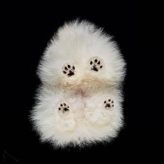Fotografía perruna con arte y humor: canes  (y gatos y …