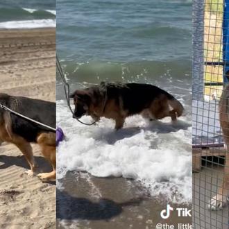 Den, el perro ucraniano viejito abandonado en España que ha …
