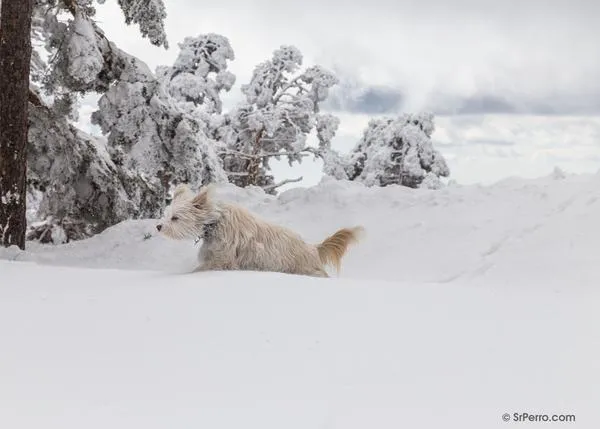 Nieve, frío y perros: algunos consejos básicos para los paseos de invierno