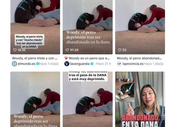 Woody, el perro aterrado tras ser abandonado durante la DANA que busca familia (y que se ha hecho viral en medio mundo)